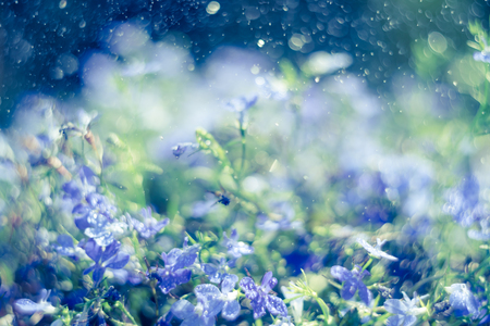Blue Lobelia Sapphire flowers or Edging Lobelia. Lobelia erinus in summer garden. Magic fantasy toned blurred picture. Floral background.の写真素材
