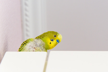 Domestic budgie parrot, poultry with a health problem after moulting. A green Budgerigar with...