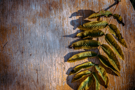 Dry leaf mountain ash tree on old wooden background. Autumn background of fall leaves on the wooden board, top view, toned copy space.の写真素材