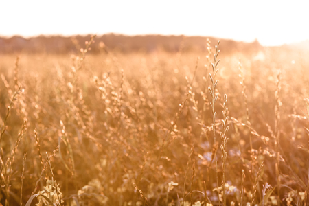 Blurry autumn background by dry fall grass on field. Soft focus. shallow depth of field. Toned imageの写真素材