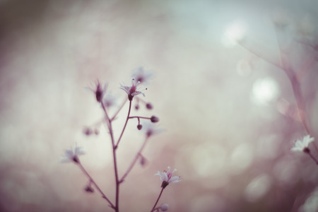 Gypsophila flowers. Baby s breath or Gypsophila is beautiful flower in the carnation family on...