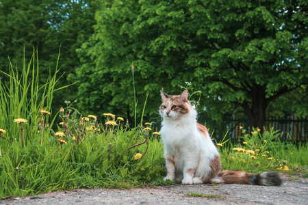 3 color cat walking in the rsummer nature green grass, tricolor cat looking at the camera. Young adorable cat is playing in the yardの写真素材