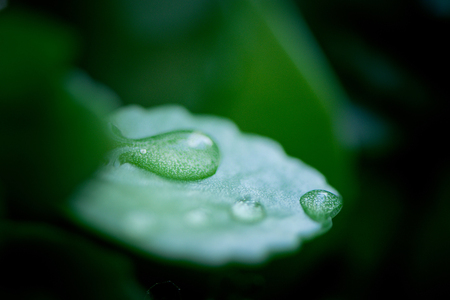 Floral blurred background with macro delicate green leaves of plant and drops abstract picture....