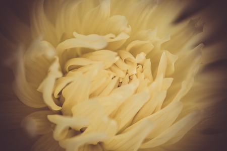 Floral blurred background with macro delicate flower abstract picture. Beautiful macro flower texture, colourful pattern closeup. Soft selective focus, toned pictureの写真素材