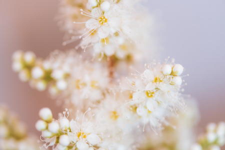Flowers of the blossoms on  spring day in garden. Springtime conceptの写真素材