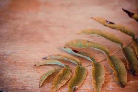 Green leaf fallen from mountain ash tree on an old wooden background. Summer autumn background of fall leaves on the wooden board, top viewの写真素材