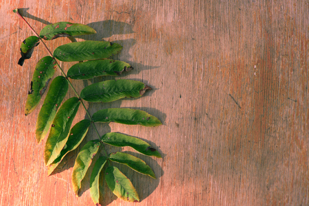 Green leaf fallen from mountain ash tree on an old wooden background. Summer autumn background of fall leaves on the wooden board, top viewの写真素材