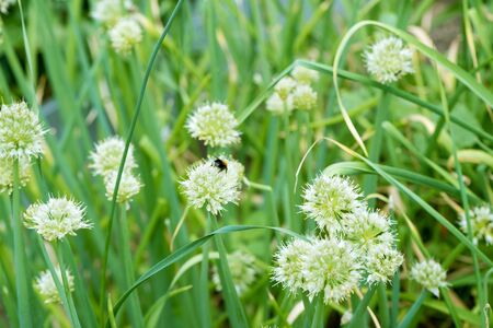 Bumblebee on Spring Onion. Red-tailed black bumblebee collecting pollen from spring onion flowersの写真素材