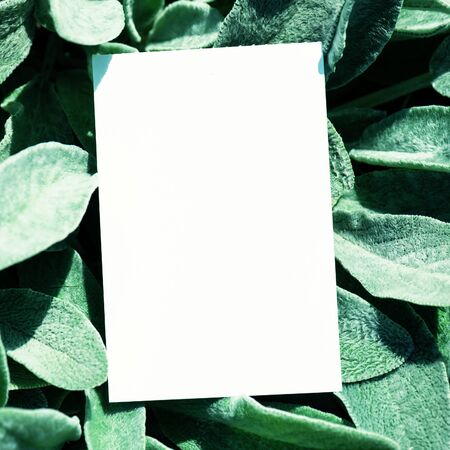 Mock up paper white card on green leaves. Creative layout with nature concept. Leaf, background,...