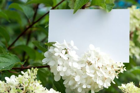 White paper card in delicate white Hydrangea flowers Beautiful garden flowers. Shallow depth of...