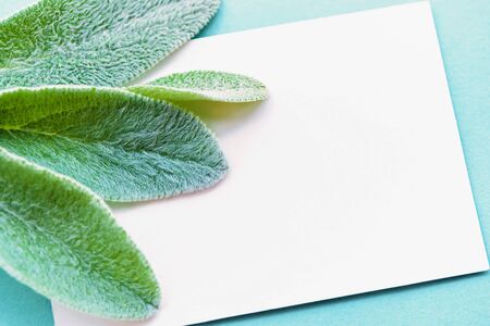A concept of minimalist lifestyle composition, delicate green leaves frame and white card with place...