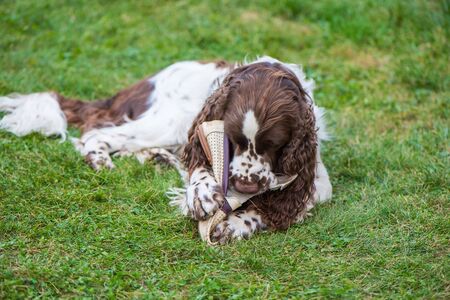 Dog breed English Springer Spaniel walking summer field. Cute pet sits in nature outdoors The dog lies on the grass and plays with the owner's shoe. Dog nibbles on shoesの写真素材