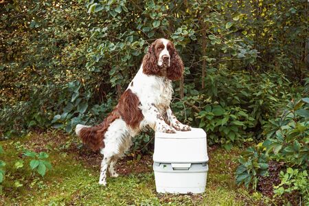 A chemical portable toilet and toilet paper roll. Dog are standing on a toilet. The concept of...