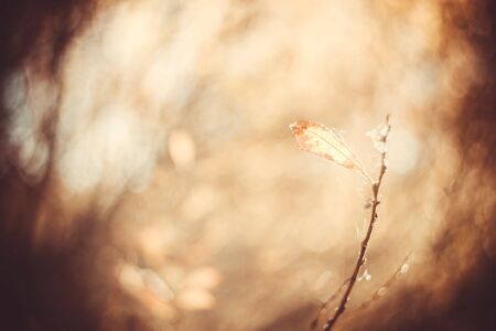 Autumn leaves with blurred trees . Fall blurry background. Sunrise in mystical autumn forest. Small...