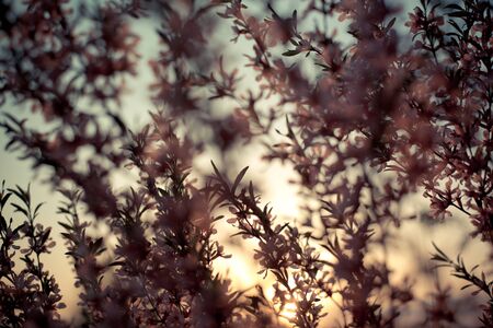 Silhouetted branches of a flowering shrub in the spring evening, against the setting sunの写真素材