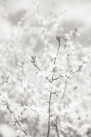 Springtime blossom floral background, cherry tree branch in bloom. Delicate white flowers and small young leaves. Black and white vertical image, soft selective focus.の写真素材