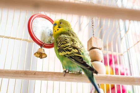 Funny budgerigar. Cute green budgie pa parrot sits in a cage and plays with a mirror. Funny tamed...