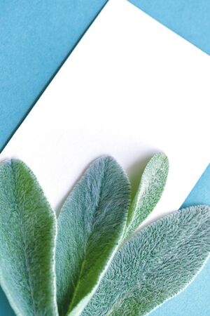 A concept of minimalist lifestyle composition, delicate green leaves frame and white pages with place for text, on blue paper backgroundの写真素材