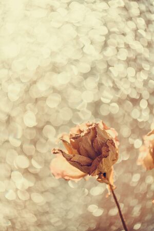 Bouquet of dry roses on window with blurred beautiful bokeh in vintage style sepia. Selective soft focus, Withering concept. Beauty of fading flowersの写真素材