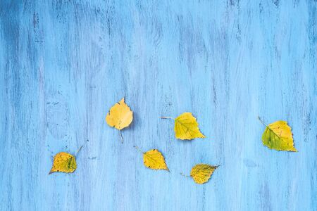 Textural background painted with blue paint with a composition of colorful maple autumn leaves.. Top...