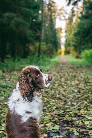 Dog bread English springer spaniel sits in autumn forest. Beautiful brown and white dog hunter...