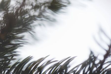Abstract background close up blurred conifer evergreen fir tree branches natural. Toned nature...