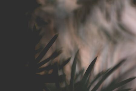 Abstract background close up blurred conifer evergreen fir tree branches natural. Toned nature...