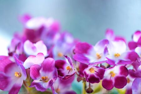 Potted Saintpaulia violet flower on bokeh blurred background wet window on sunny light. African senpolia houseplant. Selective soft focus.の写真素材