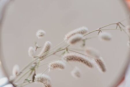 Trifolium arvense. Close up bouquet of wild fluffy flowers indoors in vase, reflection mirror, abstract retro style, vintage toned photo. Selective soft focus.の写真素材