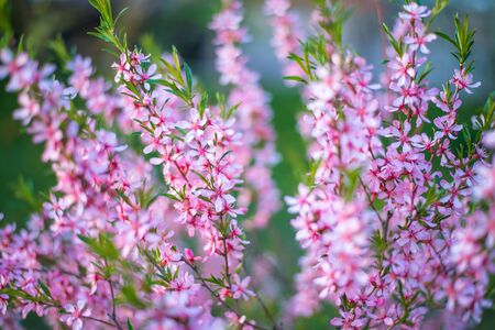 Blooming beautiful  delicate flower pink Prunus triloba with blurred green nature background. Springtime blossom concept. Selective soft focus.の写真素材