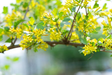 Yellow flowers gooseberry blooming on branch of bush in garden closeup, springtime gardening nature...