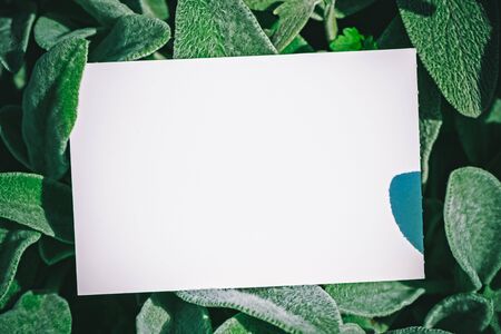 Mock up paper white card on green leaves. Creative layout with nature concept. Template, nature green frame for your text, mock up. Flat lay.の写真素材
