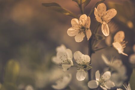 A wonderful white flowers of cherry blossoms. Selective soft focus, vintage toned photo.の写真素材