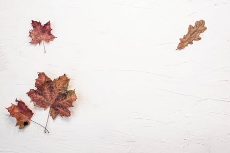 Frame border made of dry autumn leaves on white textured. Fall flat lay. Top view
