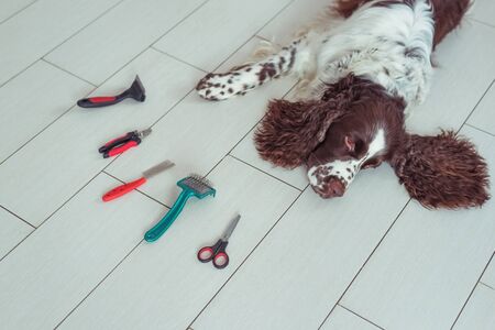 English Springer Spaniel is lying down on the floor next Acessories for the grooming and nail clipper for dogs. The concept of advertising grooming and caring for dogs.の写真素材