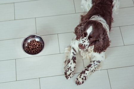 English Springer Spaniel is lying down on the floor next to a bowl of dry dog food. A sad pet is waiting for permission to start eating.の写真素材