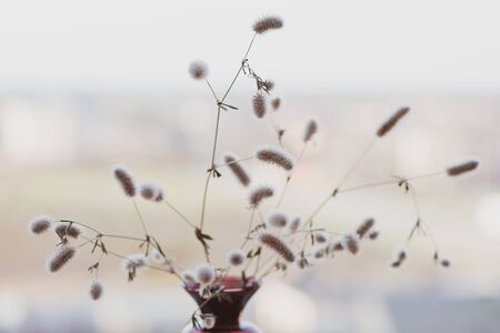Trifolium arvense. Close up bouquet of wild fluffy flowers indoors in vase, reflection mirror, abstract retro style, vintage toned photo. Selective soft focus.の写真素材