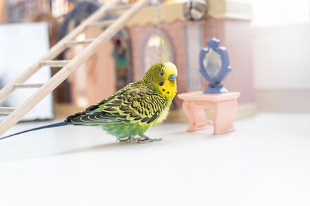 Funny budgerigar. Cute green budgie a parrot sits on window sill near a toy castle and plays with a small plastic mirror. Pet bird and its toysの写真素材