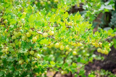 Fresh and Ripe Organic Berries gooseberry growing on a branch of bush.の写真素材