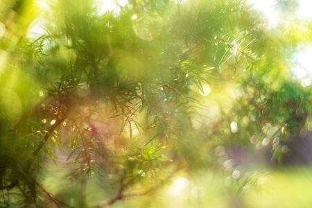 Blurred nature green backdrop. New spring leaves. Springtime, branch of larch.
