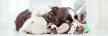 English Springer Spaniel breed dog is lying down on the floor next with your favorite soft toy. Pets dog is sleeping in an embrace with a Teddy bearの写真素材