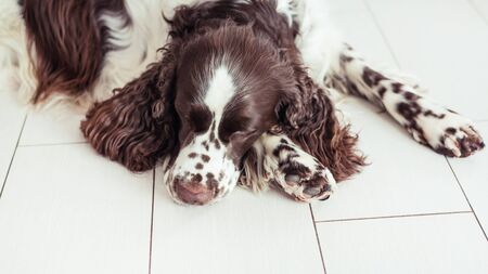 Sad Dog breed English Springer Spaniel is lying down on the floor and waiting for his family, the owner home. A sad pet is alone at home, lying and waiting for the return of his friends. Stay at home.の写真素材