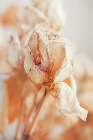 Dried faded flowers roses bouquet on blurred backdropの写真素材