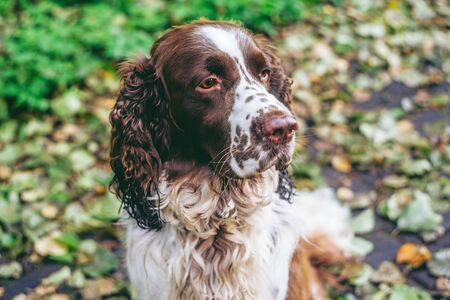 Dog bread English springer spaniel sits in autumn forest. Beautiful brown and white dog hunter companion is waiting for the owners commandの写真素材