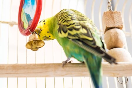 Funny budgerigar. Cute green budgie pa parrot sits in a cage and plays with a mirror. Funny tamed...