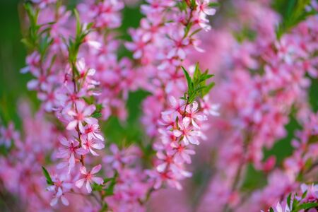 Blooming beautiful delicate flower pink Prunus triloba with blurred green nature background. Springtime blossom concept. Selective soft focus.の写真素材