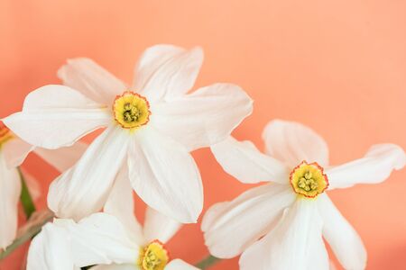 Beautiful white narcissus flowers on pastel orange background, fresh floral springtime backdropの写真素材