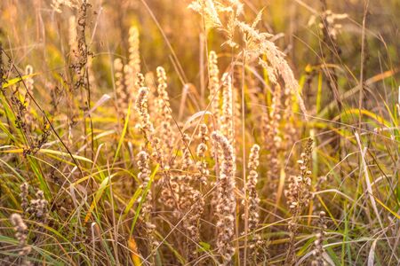 Wildflower meadow, flower meadow. Fall nature backgrounds. Sunset on autumn field.の写真素材