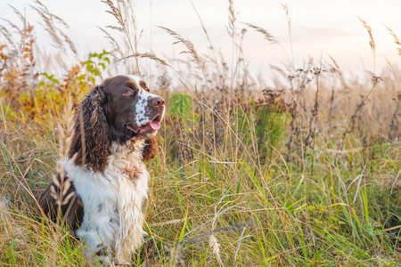 The gun dog sits in the wild grass autumn field. Young hunting dog in the autumn forest. English springer spaniel Breedsの写真素材