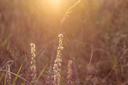 Prairie landscape with grasses, meadows. Wild field of grass on sunset, soft sun rays.の写真素材